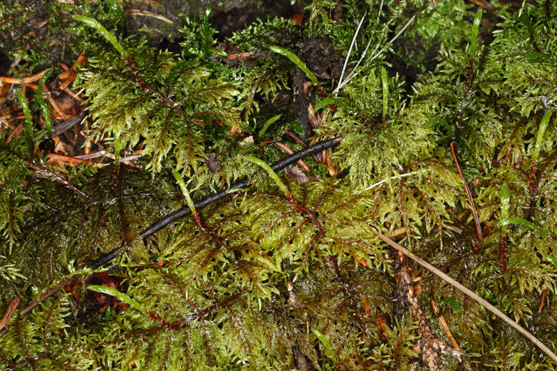 Hylocomium splendens